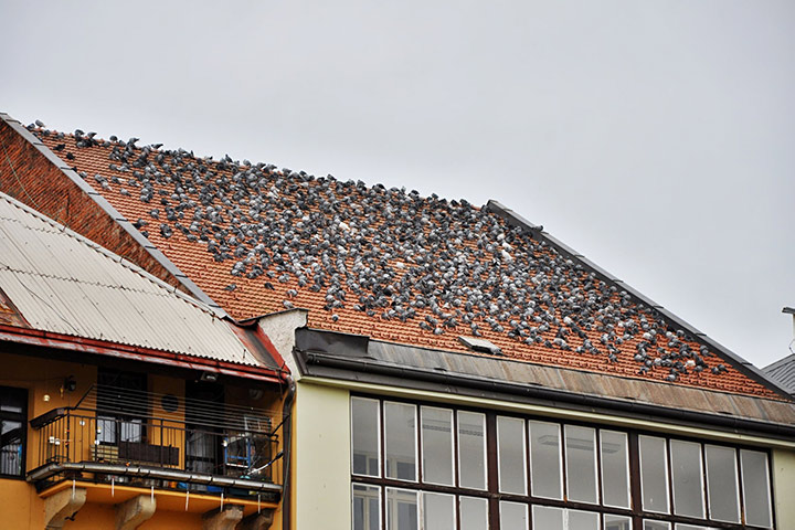A2B Pest Control are able to install spikes to deter birds from roofs in North Ealing. 