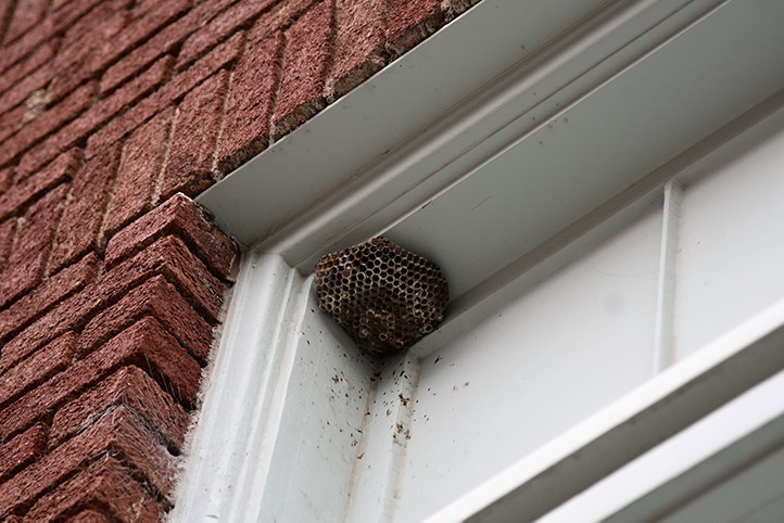 We provide a wasp nest removal service for domestic and commercial properties in North Ealing.
